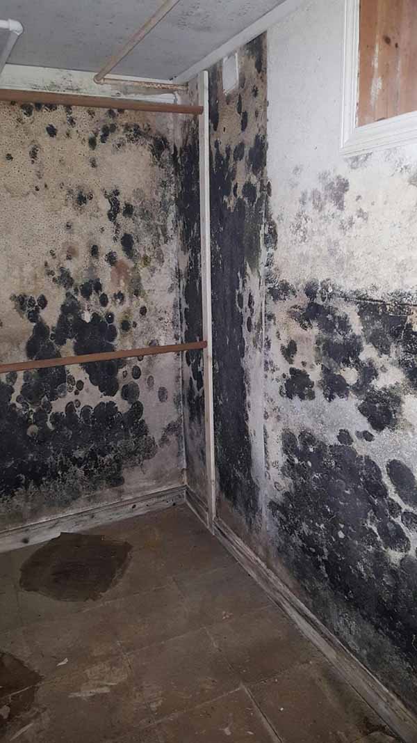 Mold Remediation